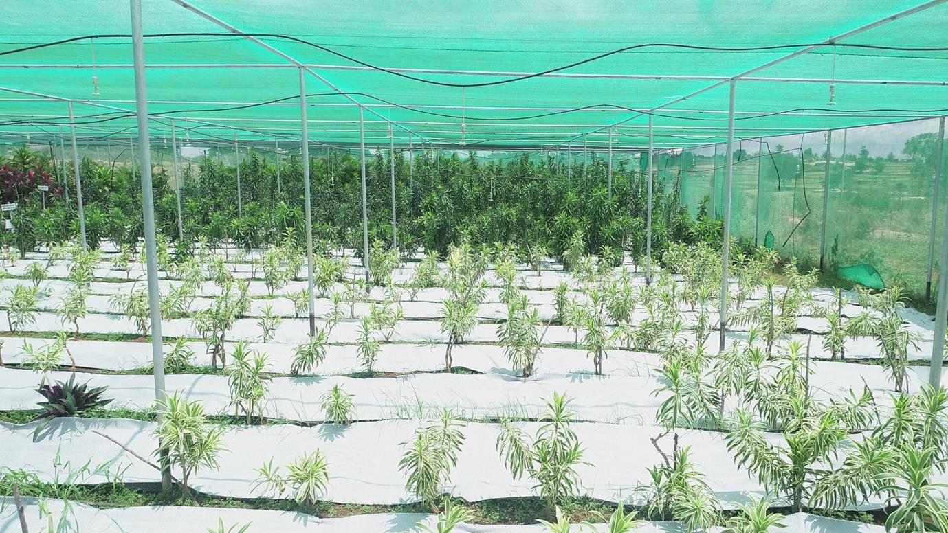 description of the image