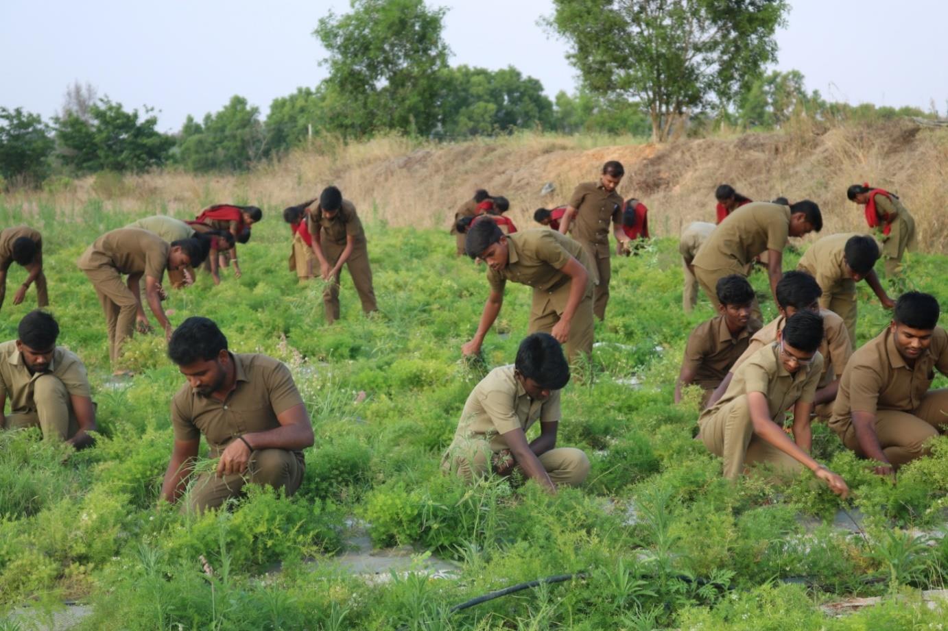 description of the image